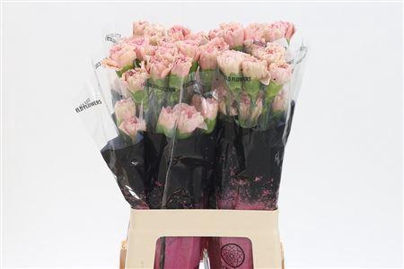 <h4>Di St Creola</h4>