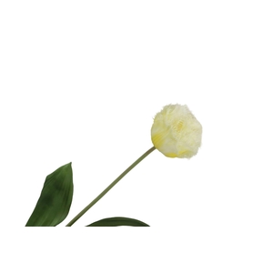 Tulipa Crispa Yellow FL440262YEL