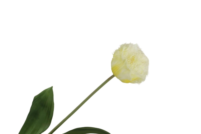 <h4>Tulipa Crispa Yellow FL440262YEL</h4>