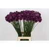 Allium Sphaerocephalon
