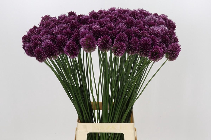 <h4>Allium Sphaerocephalon</h4>