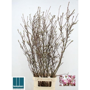 MAGNOLIA GRANDIFLORA X6