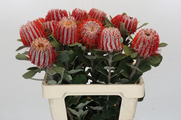 <h4>Banksia Coccinea</h4>