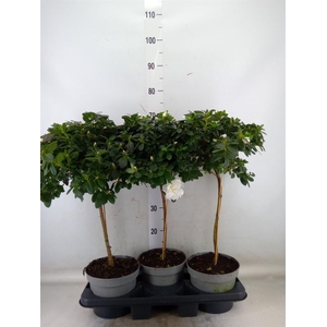 Rhododendron sim.   ...