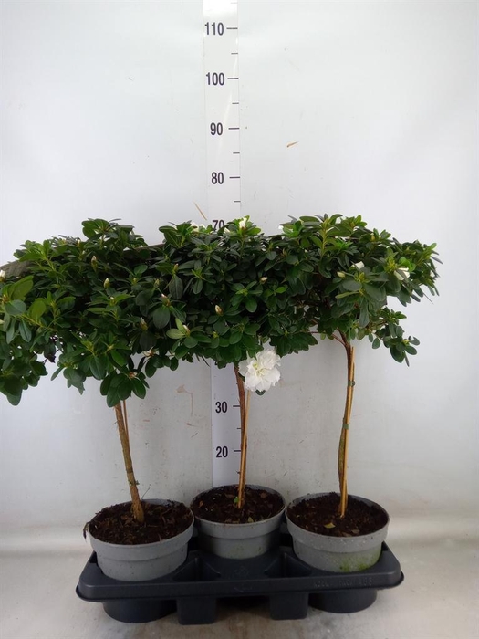 Rhododendron sim.   ...