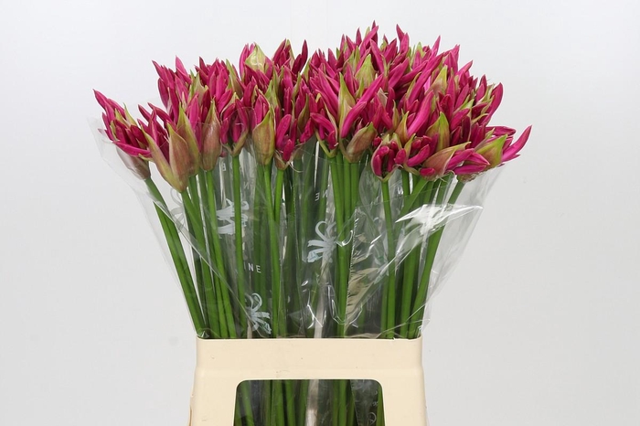 <h4>Nerine Ras van Roon</h4>