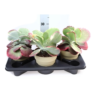 Kalanchoe NF thyrsiflora 'Red Lips'