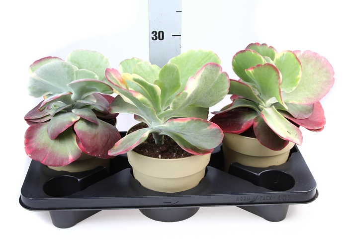 <h4>Kalanchoe NF thyrsiflora 'Red Lips'</h4>