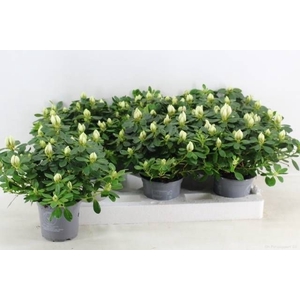 RHODO SI OV