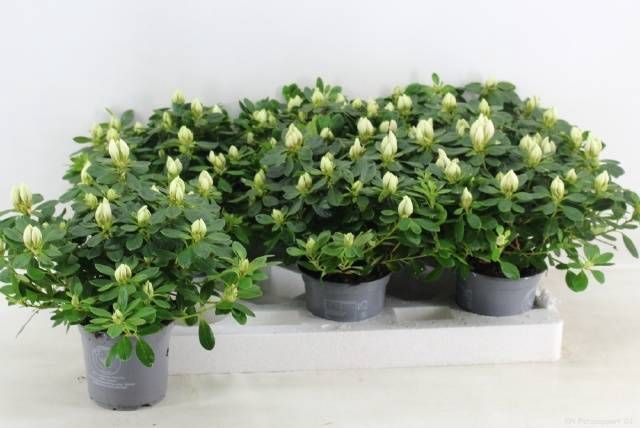 <h4>RHODO SI OV</h4>
