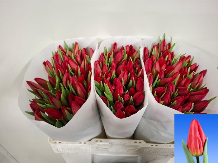 <h4>TU EN STRONG FIRE</h4>