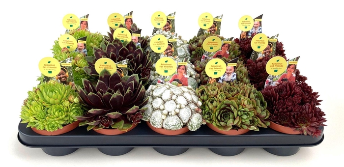 <h4>Sempervivum Mix</h4>