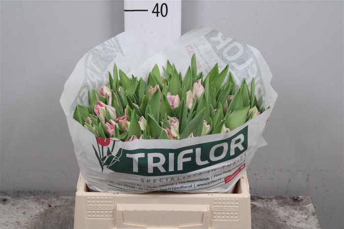 <h4>Tu Pa Zambesi</h4>