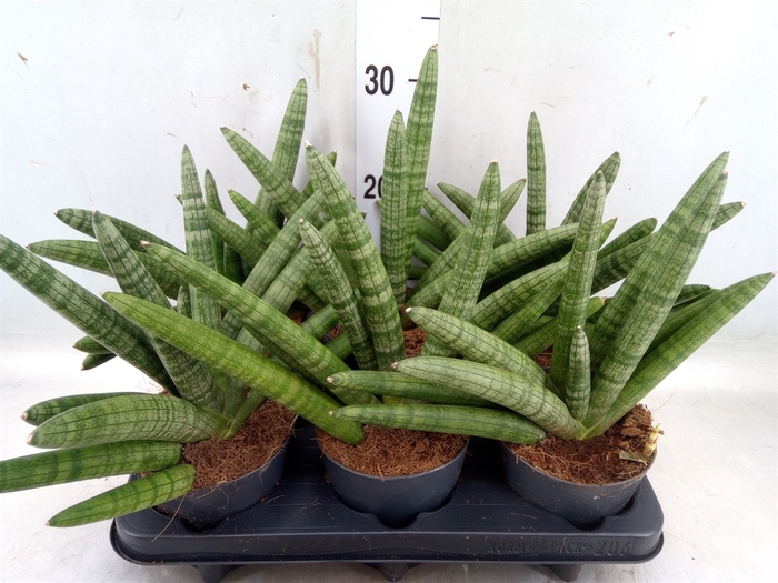 <h4>Sansevieria cyl. 'Skyline'</h4>