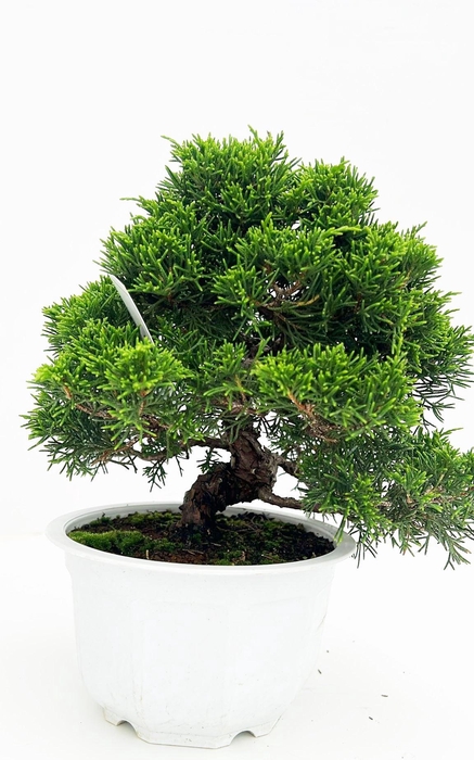 <h4>Juniperus chinensis, 16cm, in trainingpot</h4>