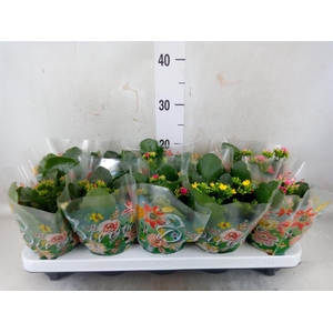 Kalanchoe blos.   ..mix 5