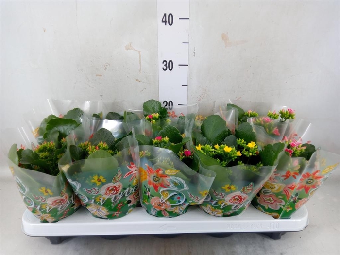 <h4>Kalanchoe blos.   ..mix 5</h4>