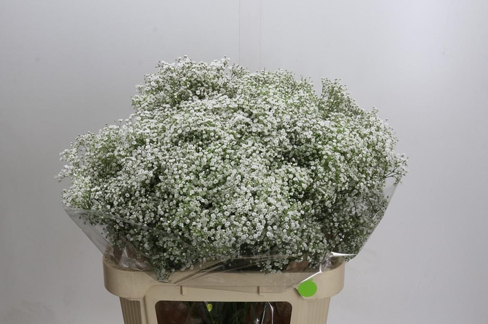 <h4>Gyps Million Stars</h4>