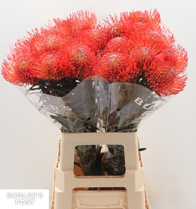 Leucospermum Cordifolium 'succession'