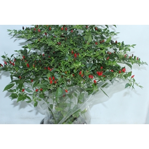 PIMENTA MALAGUETINHA P24