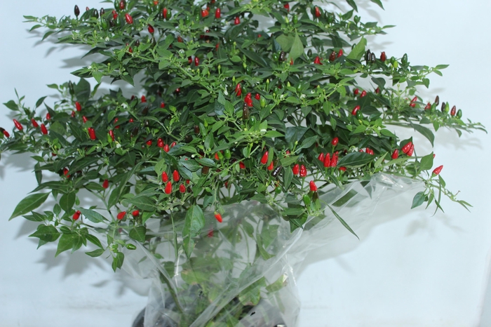 <h4>PIMENTA MALAGUETINHA P24</h4>