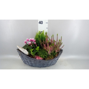 Arr.   Tuinplanten L%