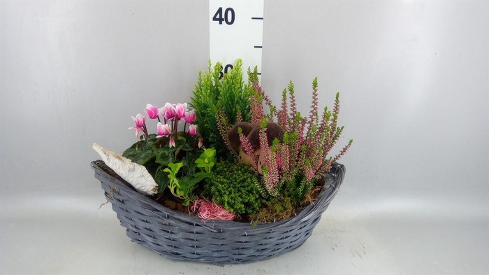 <h4>Arr.   Tuinplanten L%</h4>