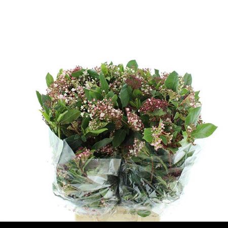 <h4>Viburnum Tinus Bos</h4>