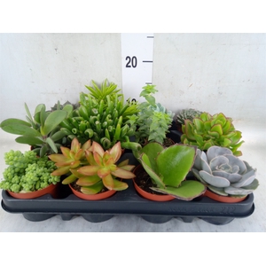 Succulents   ...