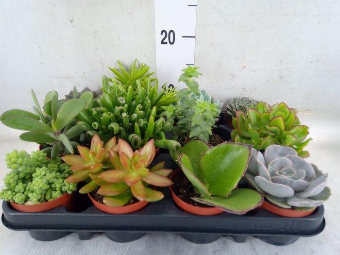 <h4>Succulents   ...</h4>