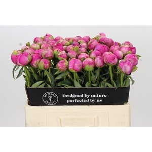 Paeonia Glory Hallelujah