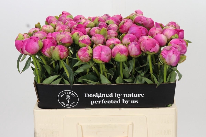 <h4>Paeonia Glory Hallelujah</h4>
