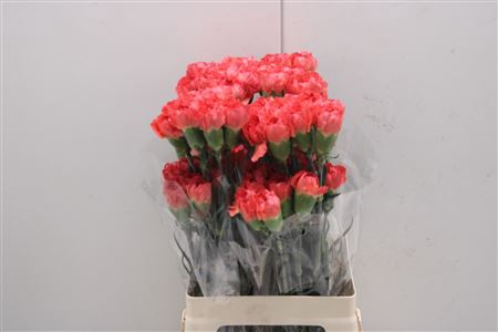 <h4>Di St Keren</h4>