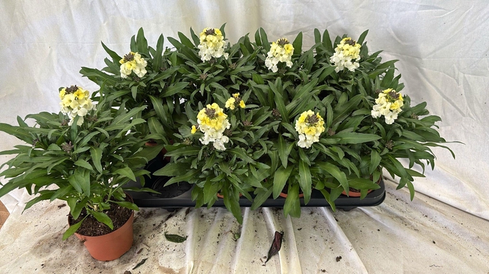 <h4>ERYS LEY LEMON GLOW</h4>