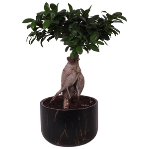 Ficus m. Ginseng Ball Shape Ø20cm in Ø22cm Ceramic PL469