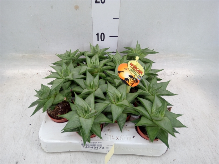 <h4>Haworthia limifolia 'Roux'</h4>