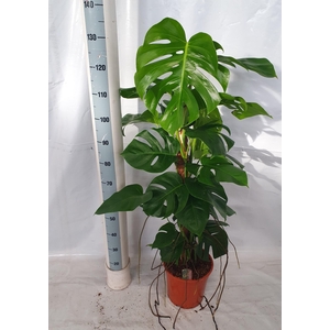 Monstera deliciosa Pertusum Grp 27Ø 120cm 8pp