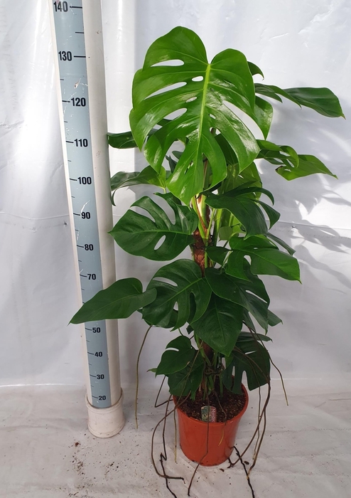 Monstera deliciosa Pertusum Grp 27Ø 120cm 8pp