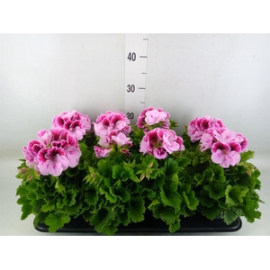 Pelargonium gran.   ..