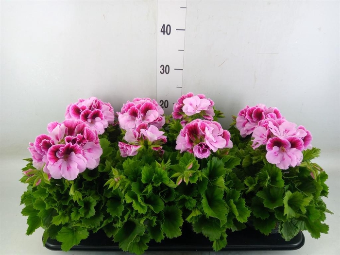 <h4>Pelargonium gran. ..</h4>
