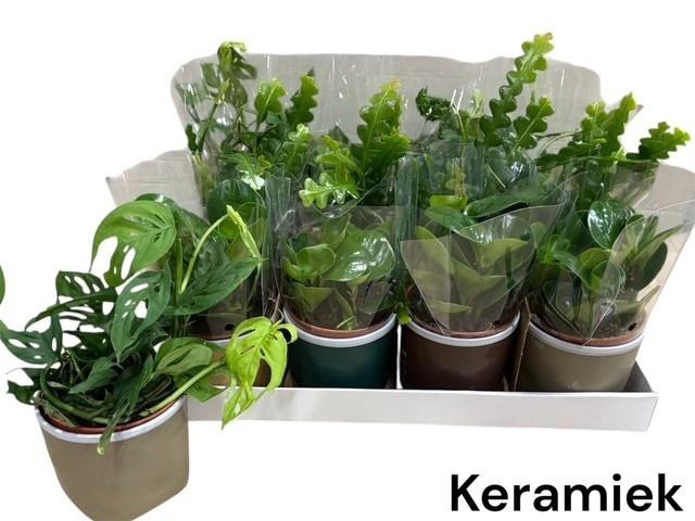 <h4>KAMERPL GEM OV</h4>