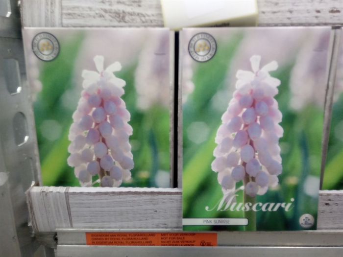 Muscari   ...flowerbulbs