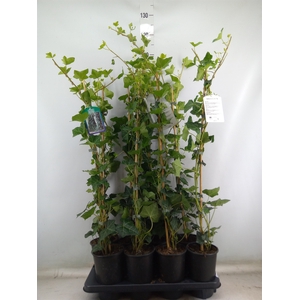 Hedera hibernica