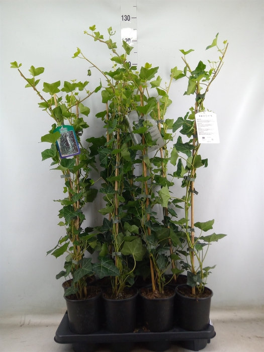 <h4>Hedera hibernica</h4>