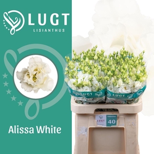 Lisianthus do alissa white