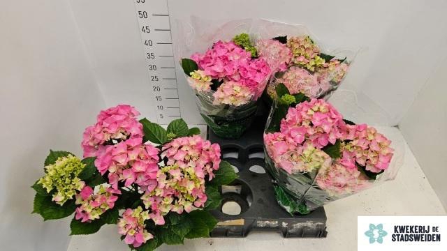 <h4>HYDR M EARLY ROSA</h4>