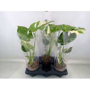 Monstera delic. 'Thai Constellatio'