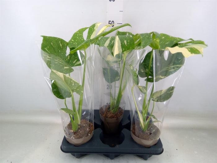 <h4>Monstera delic. 'Thai Constellatio'</h4>