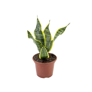 SANSEVIERIA TRIFASCIATA LAURENTII P15