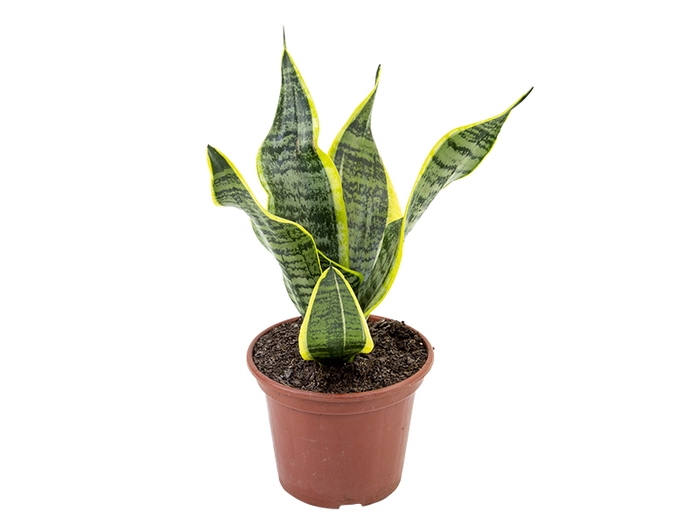 <h4>SANSEVIERIA TRIFASCIATA LAURENTII P15</h4>